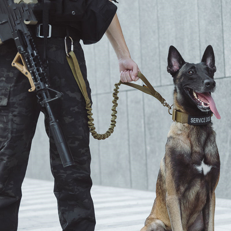 Leash For Large Dogs