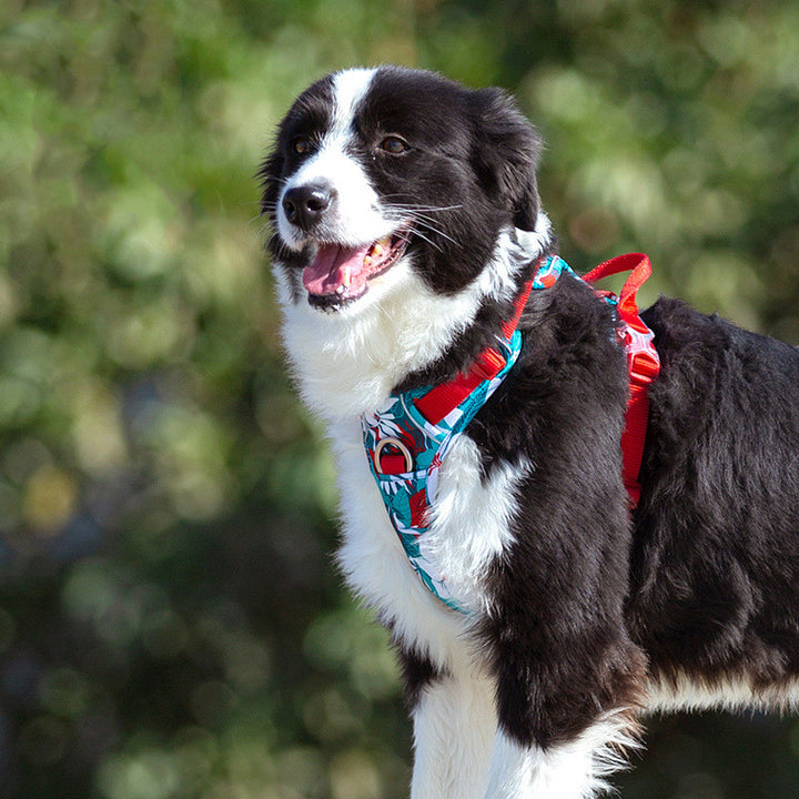 Dog leashes dog chain vest straps