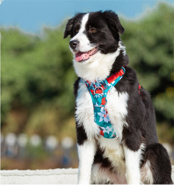 Dog leashes dog chain vest straps